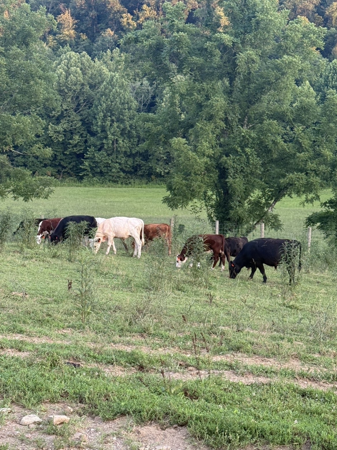 Cows and calves grazing in the summer pasture