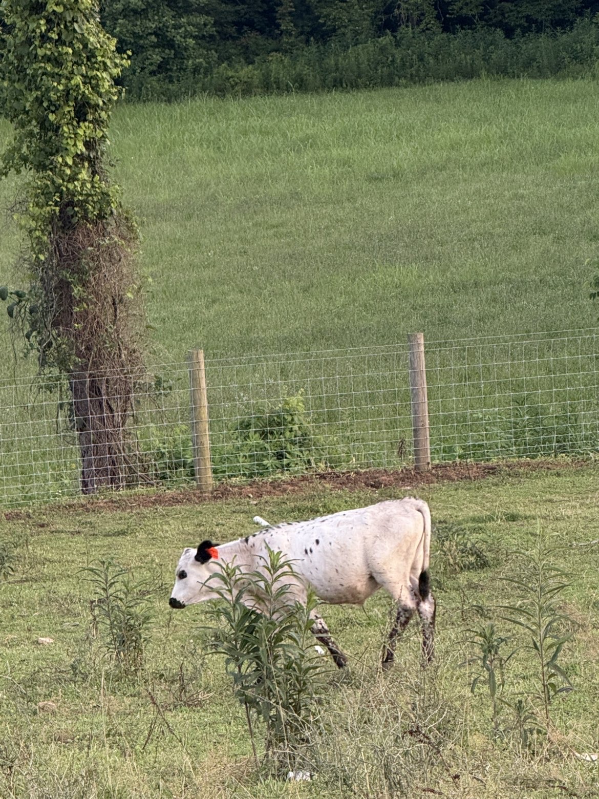 White speckled calf walking along the fence