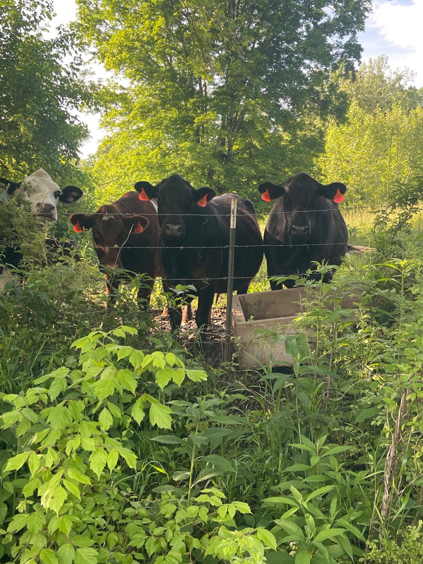 Cattle at the fence line on Keaton Farms