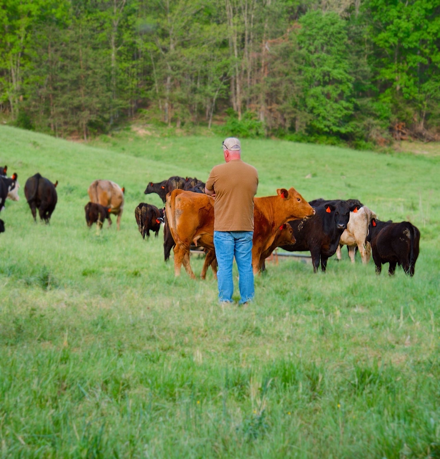 Checking on the herd in the pasture