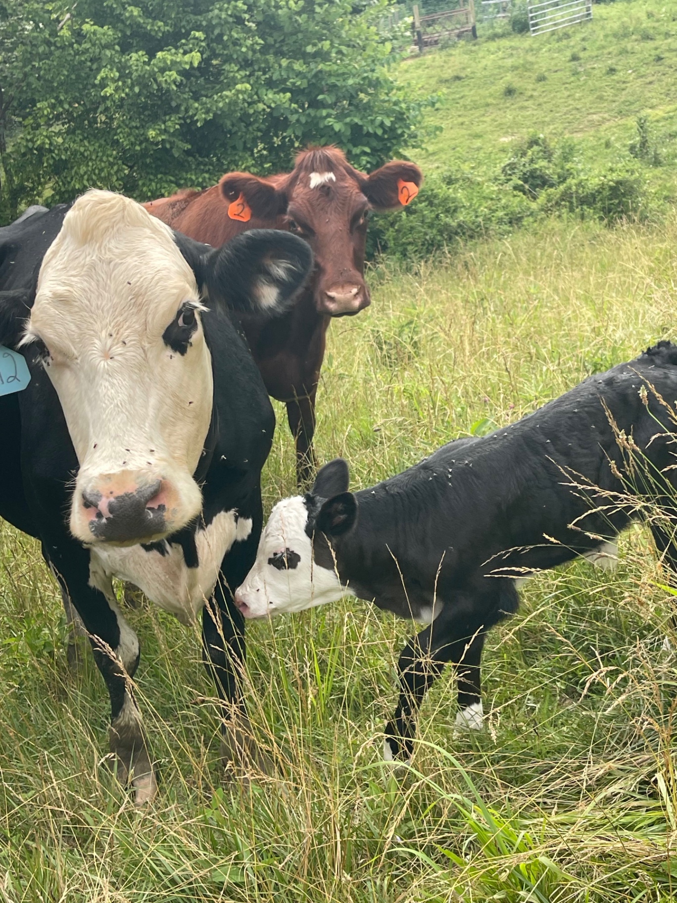 Mother cow and calf on Keaton Farms