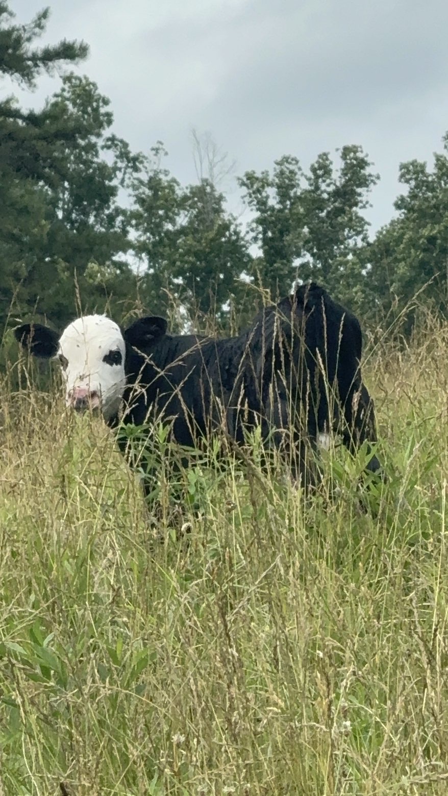 Black baldy calf in tall summer grass