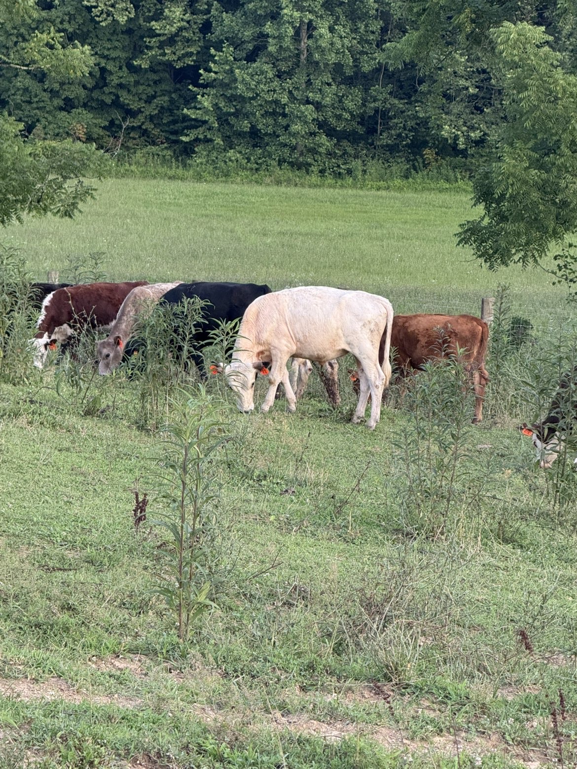 Tagged calves grazing in green grass