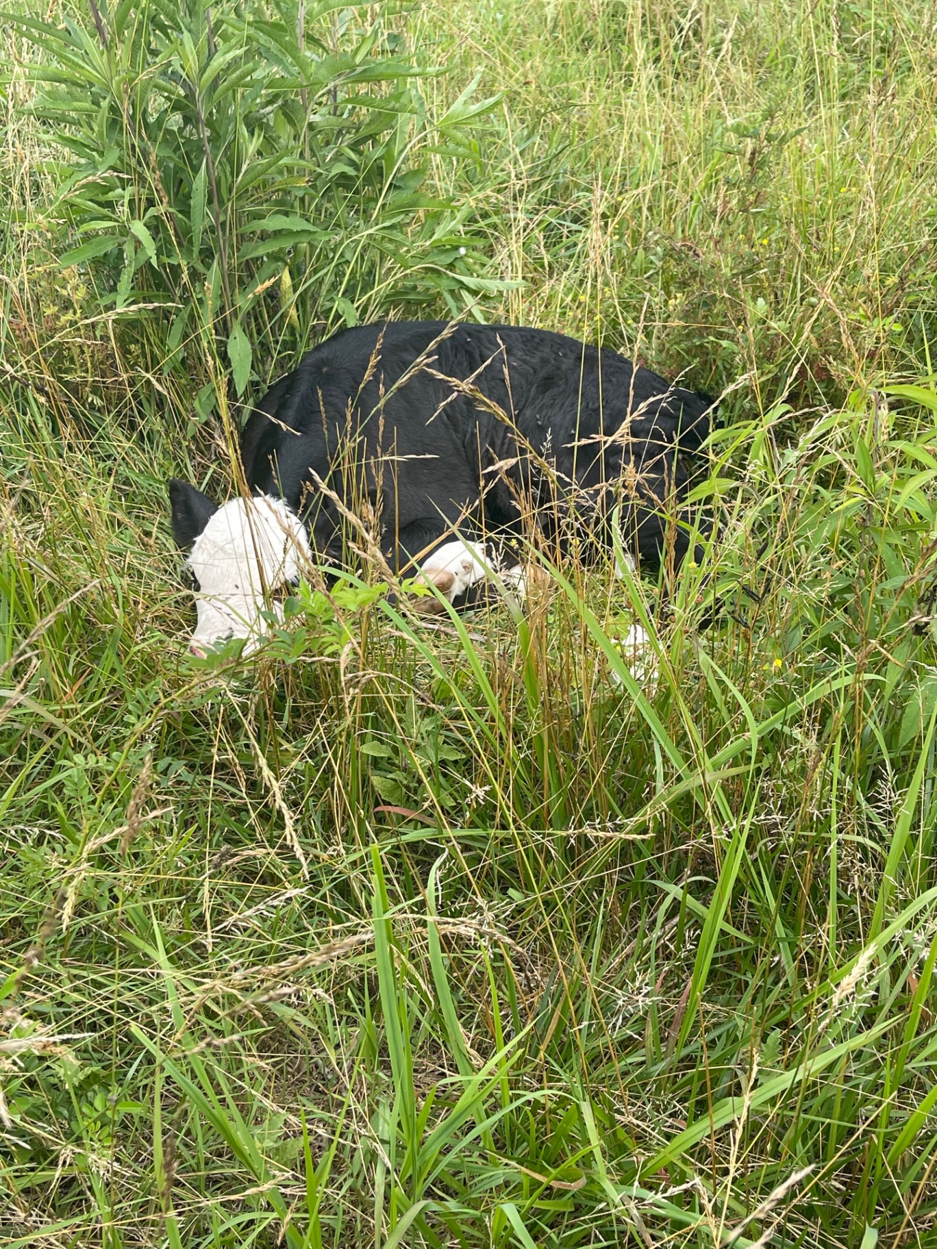 Calf resting in Keaton Farms pasture