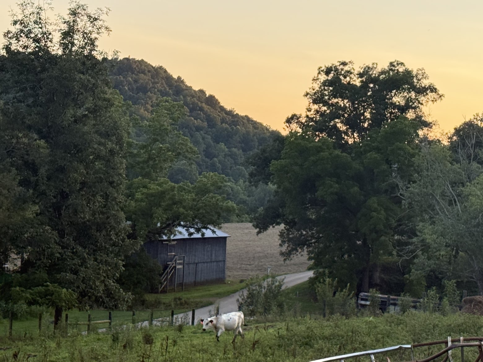Cow walking past the barn at sunset