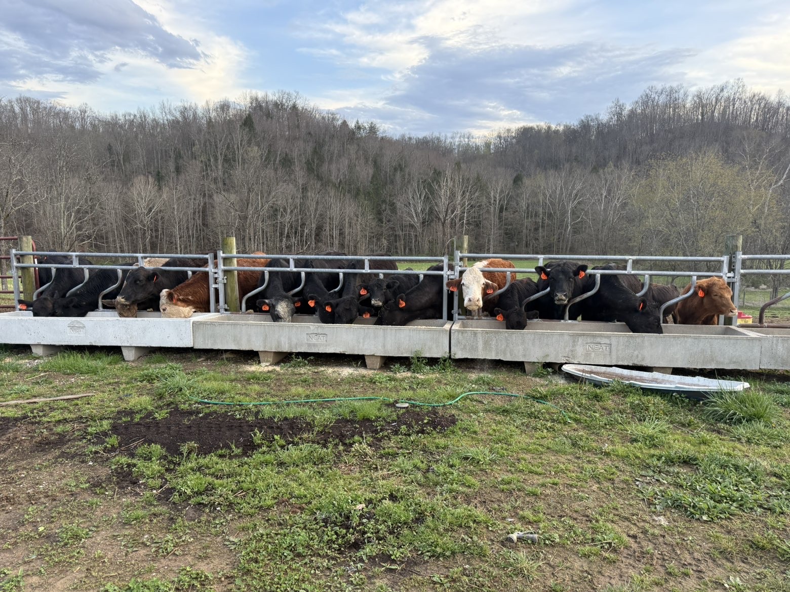 Herd lined up at the feed bunks