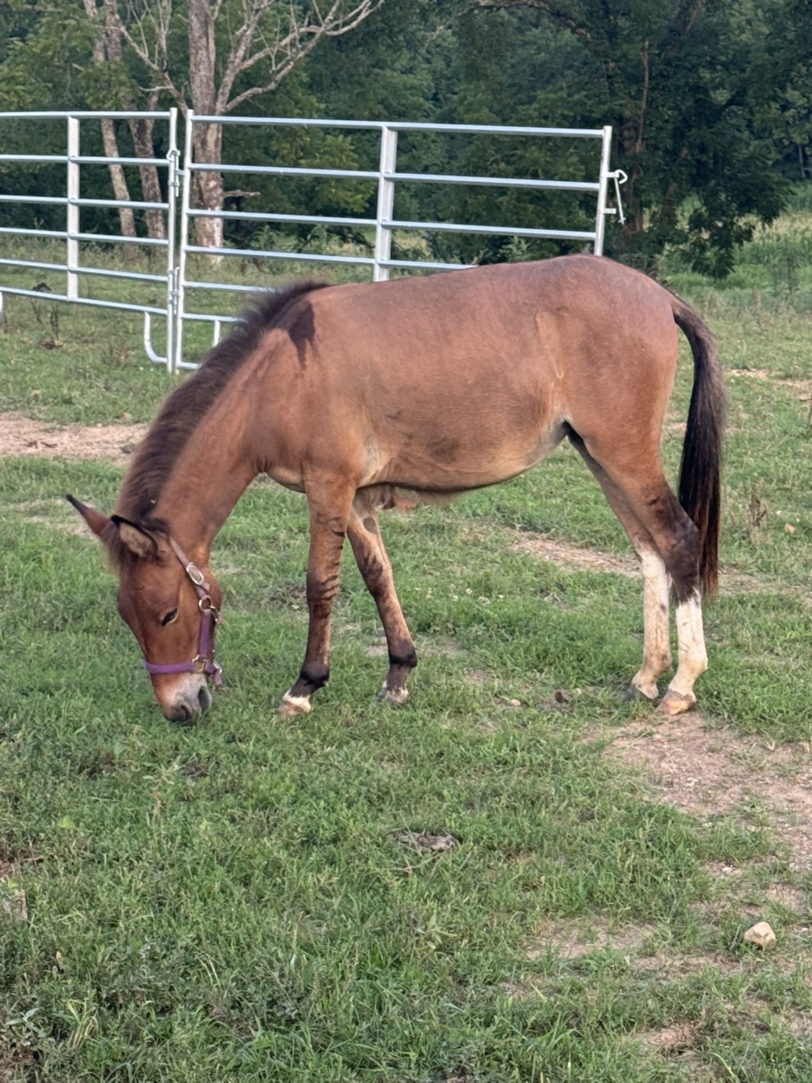 Young mule grazing near the corral panels