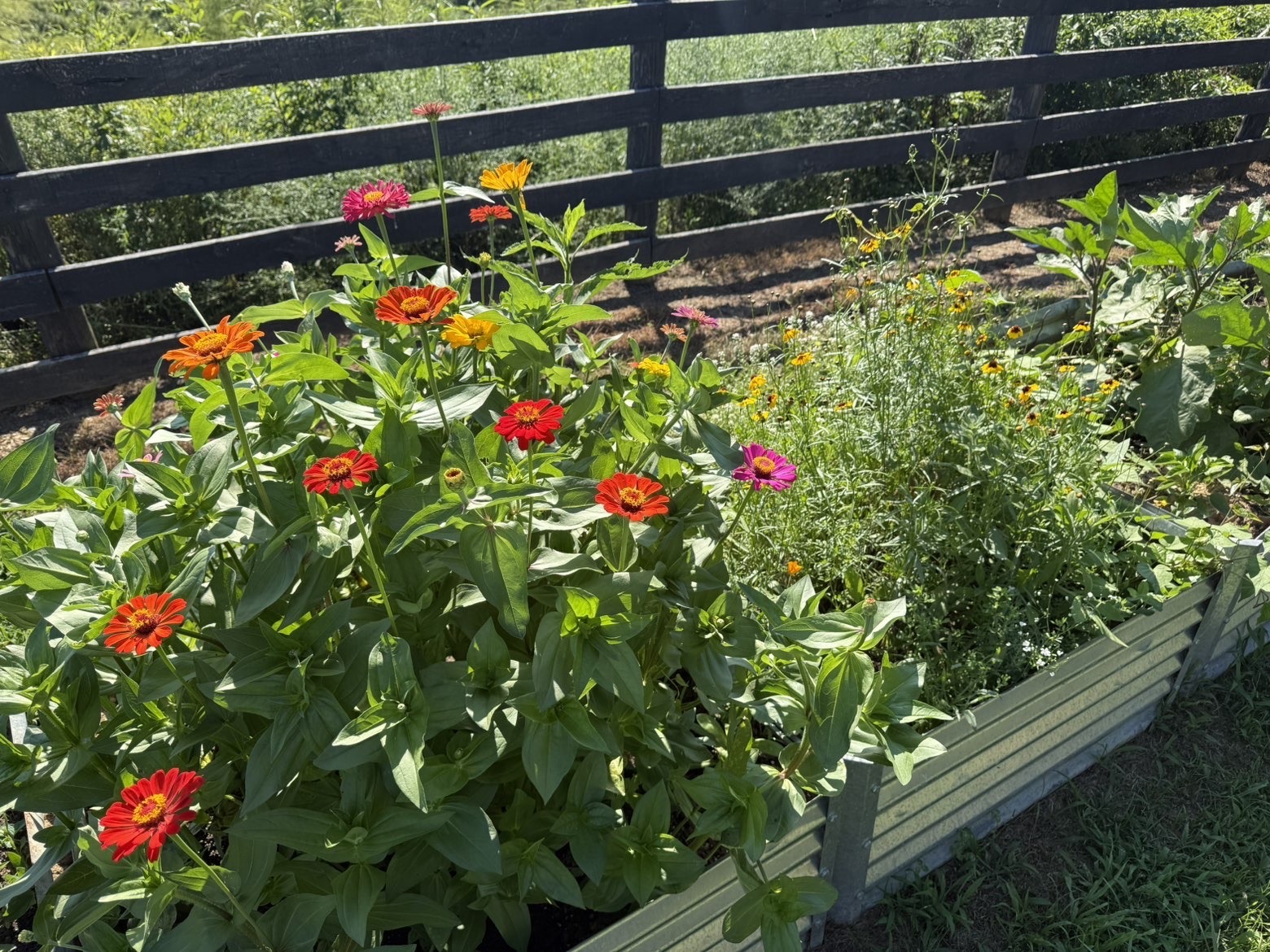 Raised flower bed of zinnias by the farm fence