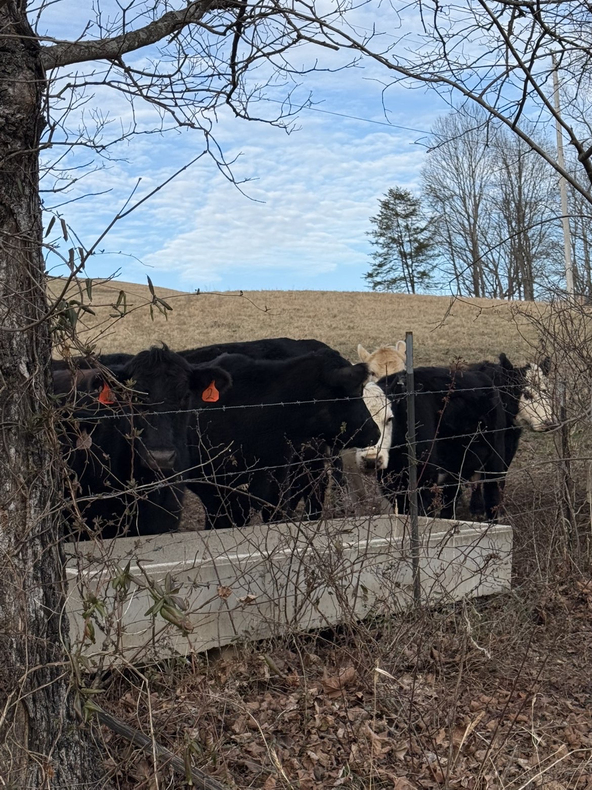 Cattle at the winter hay feeder
