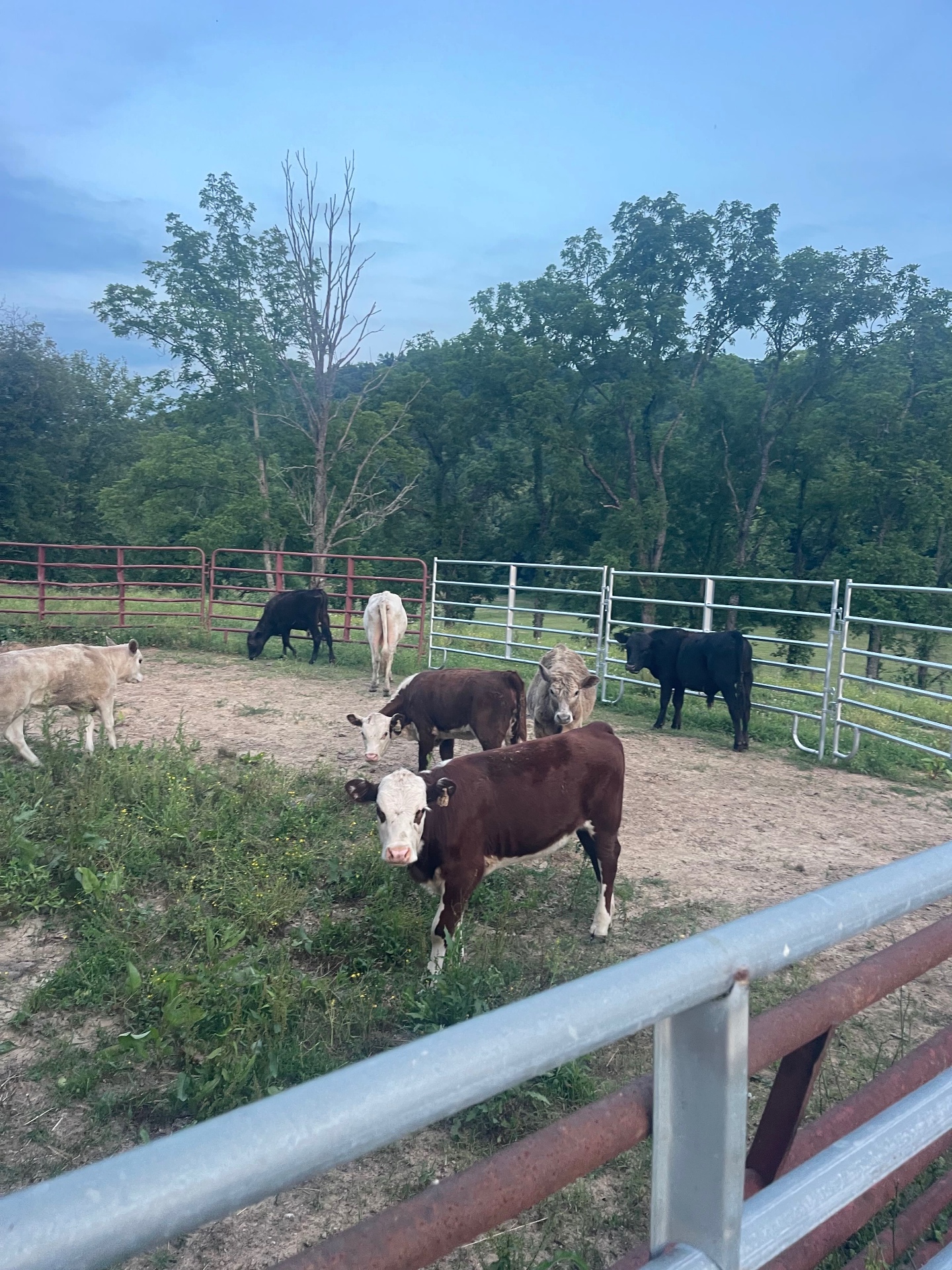 Cattle in the working pen at Keaton Farms