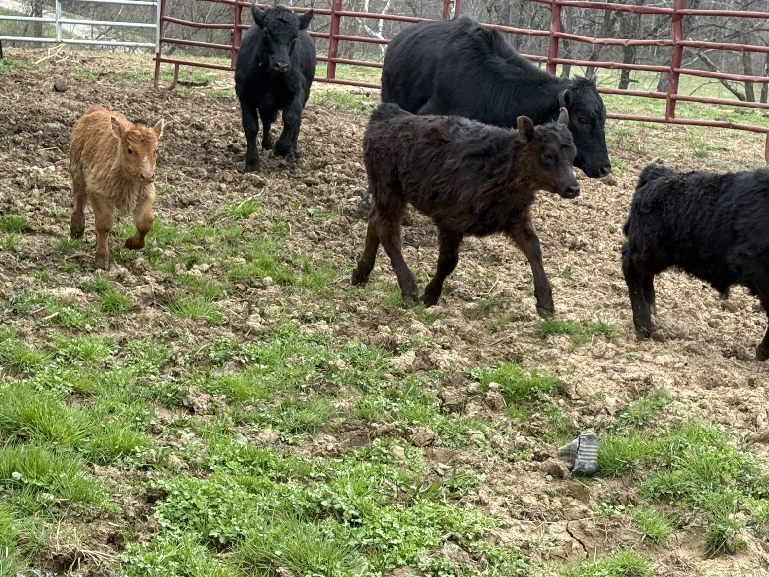 Cows and calves in the working lot