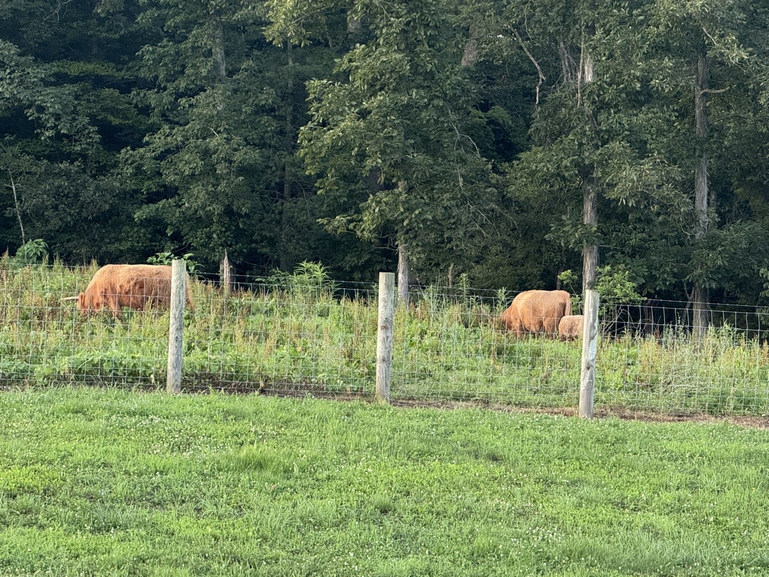 Highland cattle grazing behind the fence