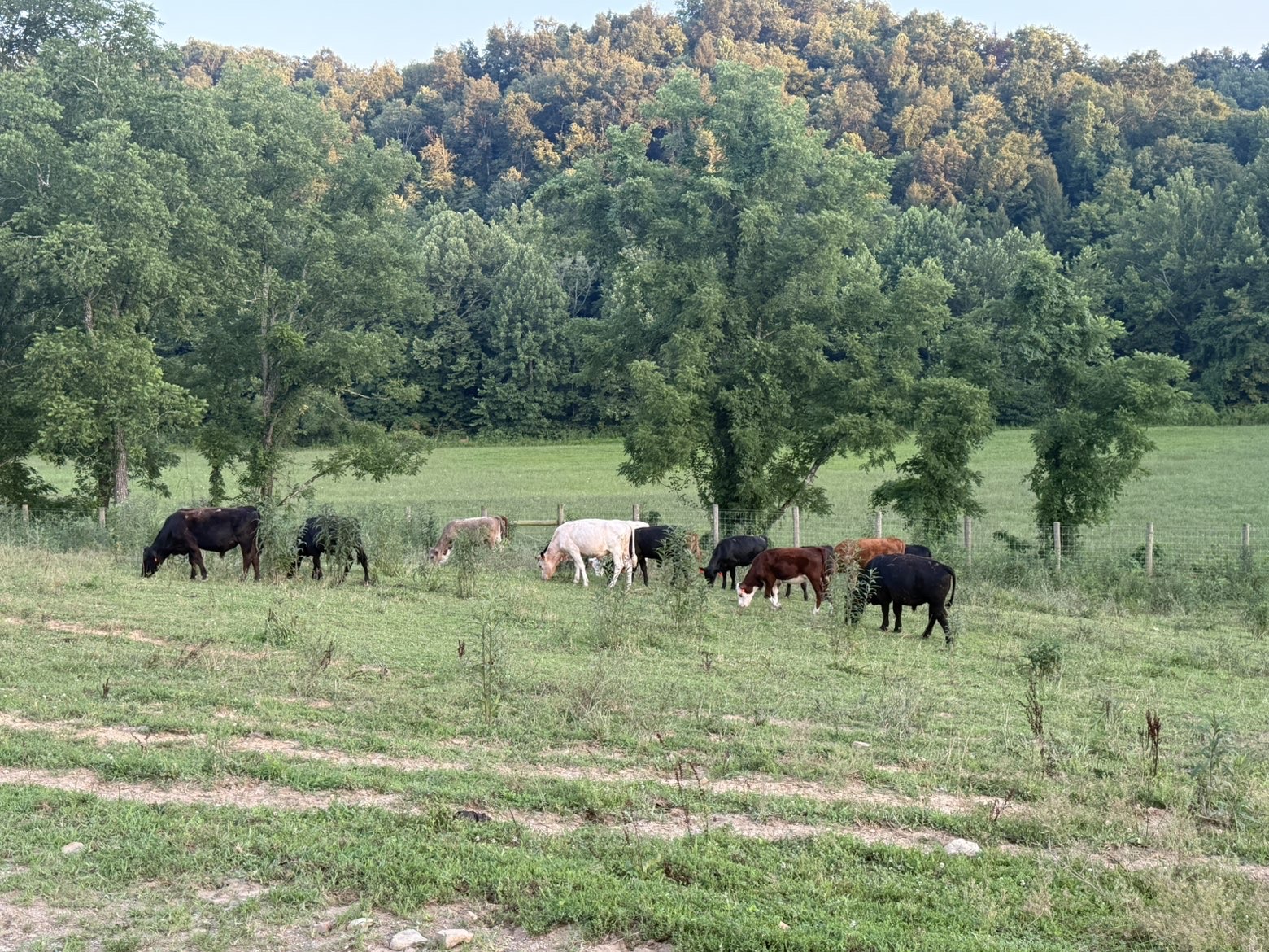 Mixed herd grazing along the tree line